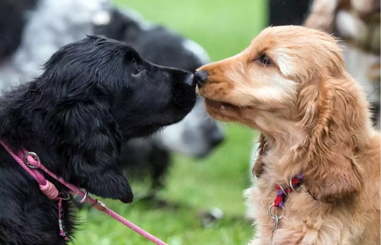 Beim Spielen erdrosselt: Drama auf der Hundewiese in München