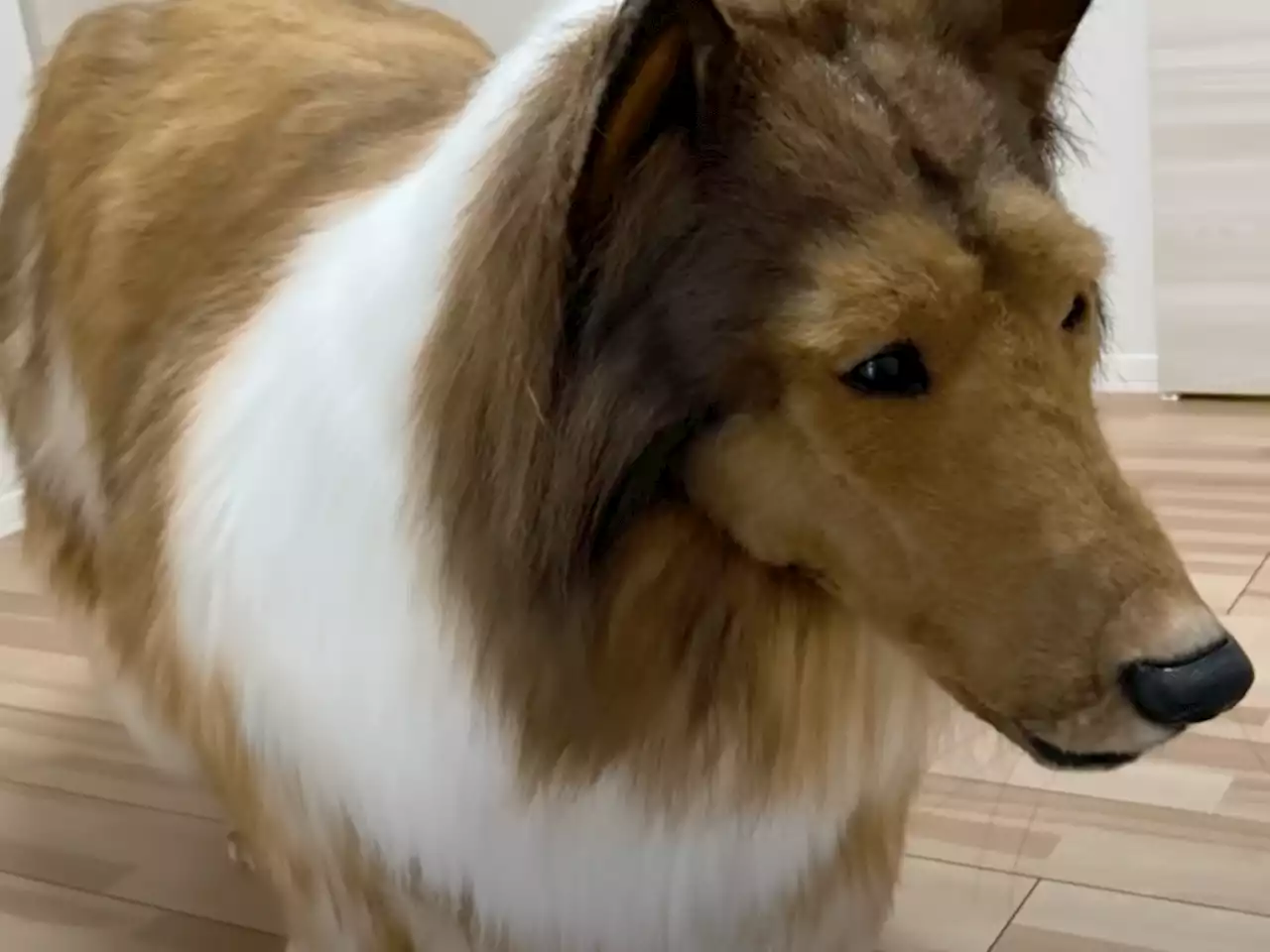 Meet Toco, the human dog: Japanese man spends US$15,700 to become a rough collie