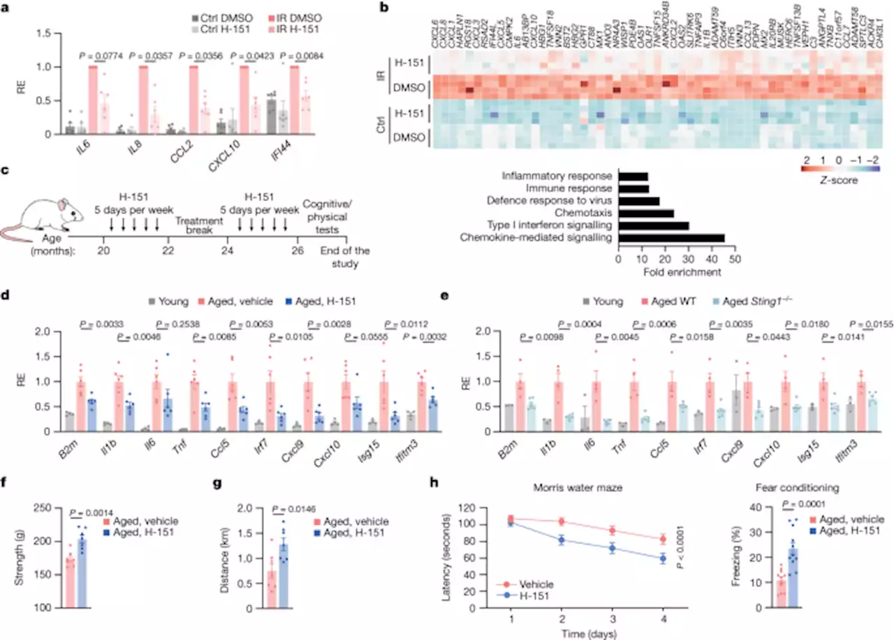 cGAS–STING drives ageing-related inflammation and neurodegeneration - Nature