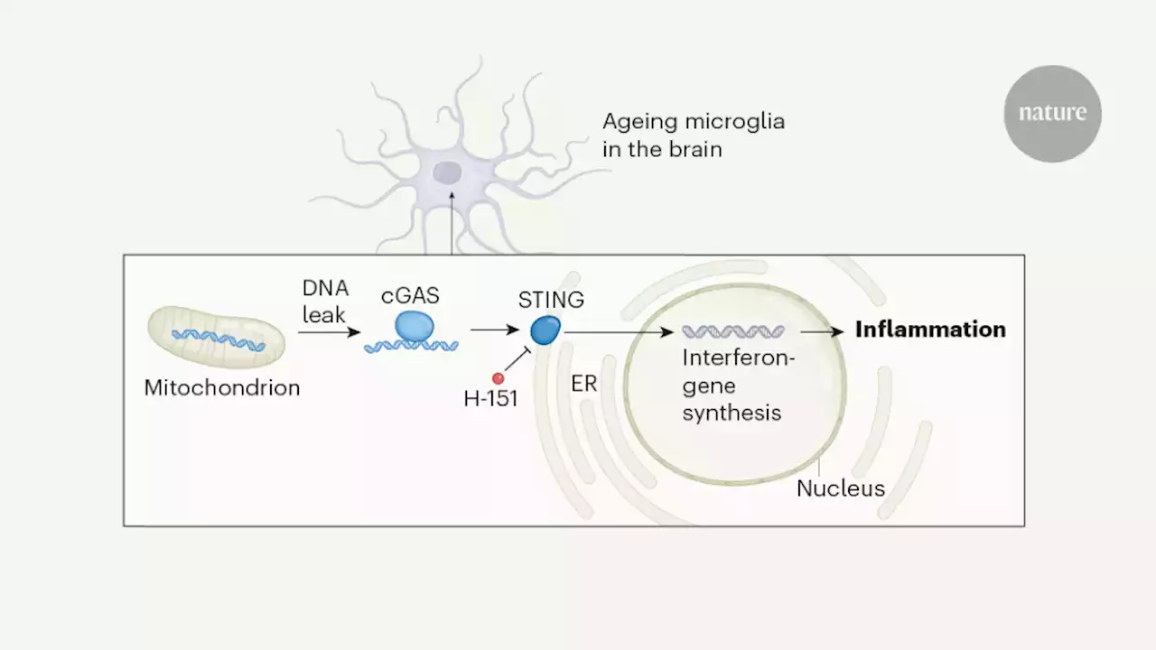 How the cGAS–STING system links inflammation and cognitive decline