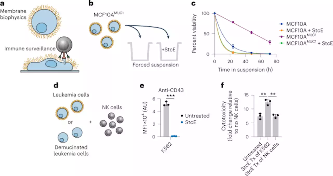 Design of a mucin-selective protease for targeted degradation of cancer-associated mucins - Nature Biotechnology