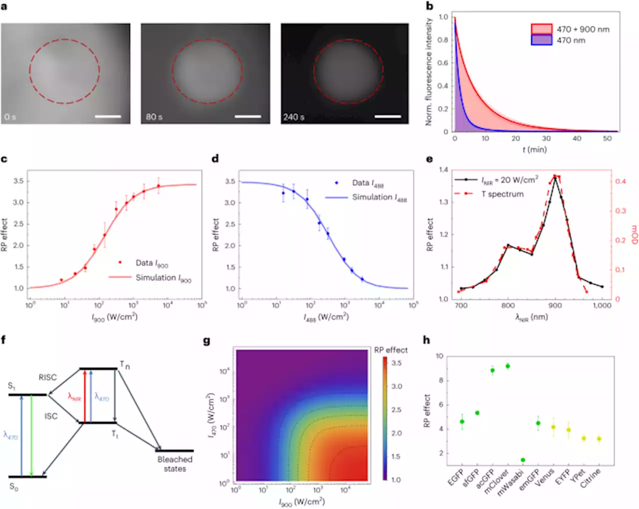 Near-infrared co-illumination of fluorescent proteins reduces photobleaching and phototoxicity - Nature Biotechnology