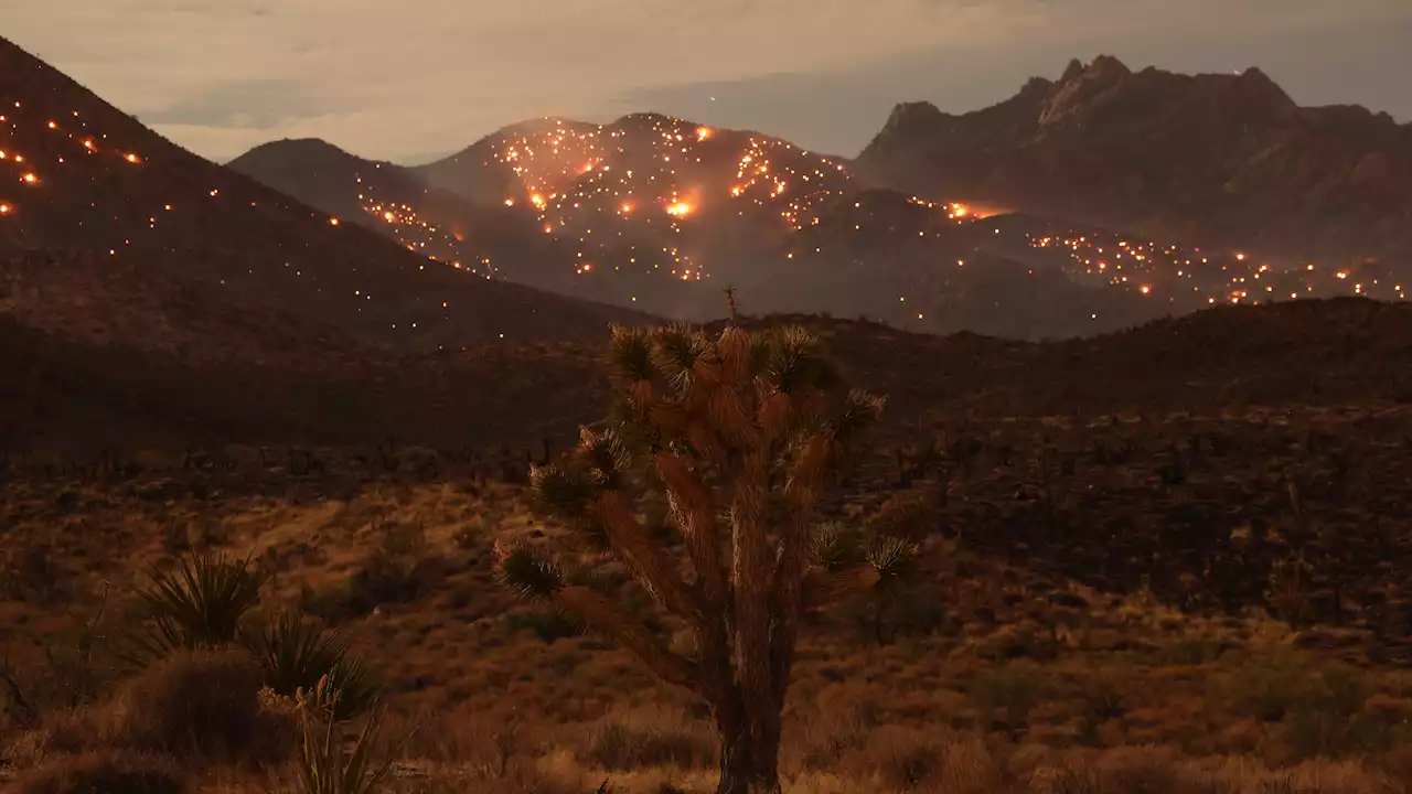 Iconic Joshua trees threatened by massive California-Nevada wildfire