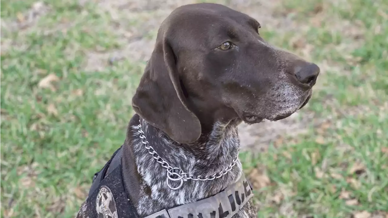 DFW dog nominated for National Dog Hero Awards