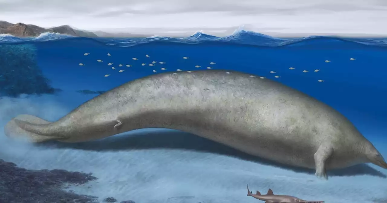 The heaviest animal ever? Ancient whale found in desert