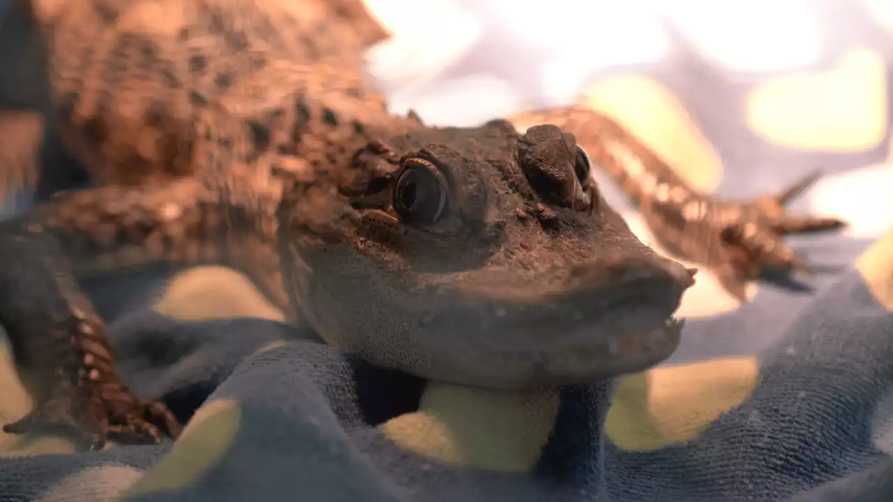 Fluffy the alligator was reunited with it's owner after escaping during recent floods