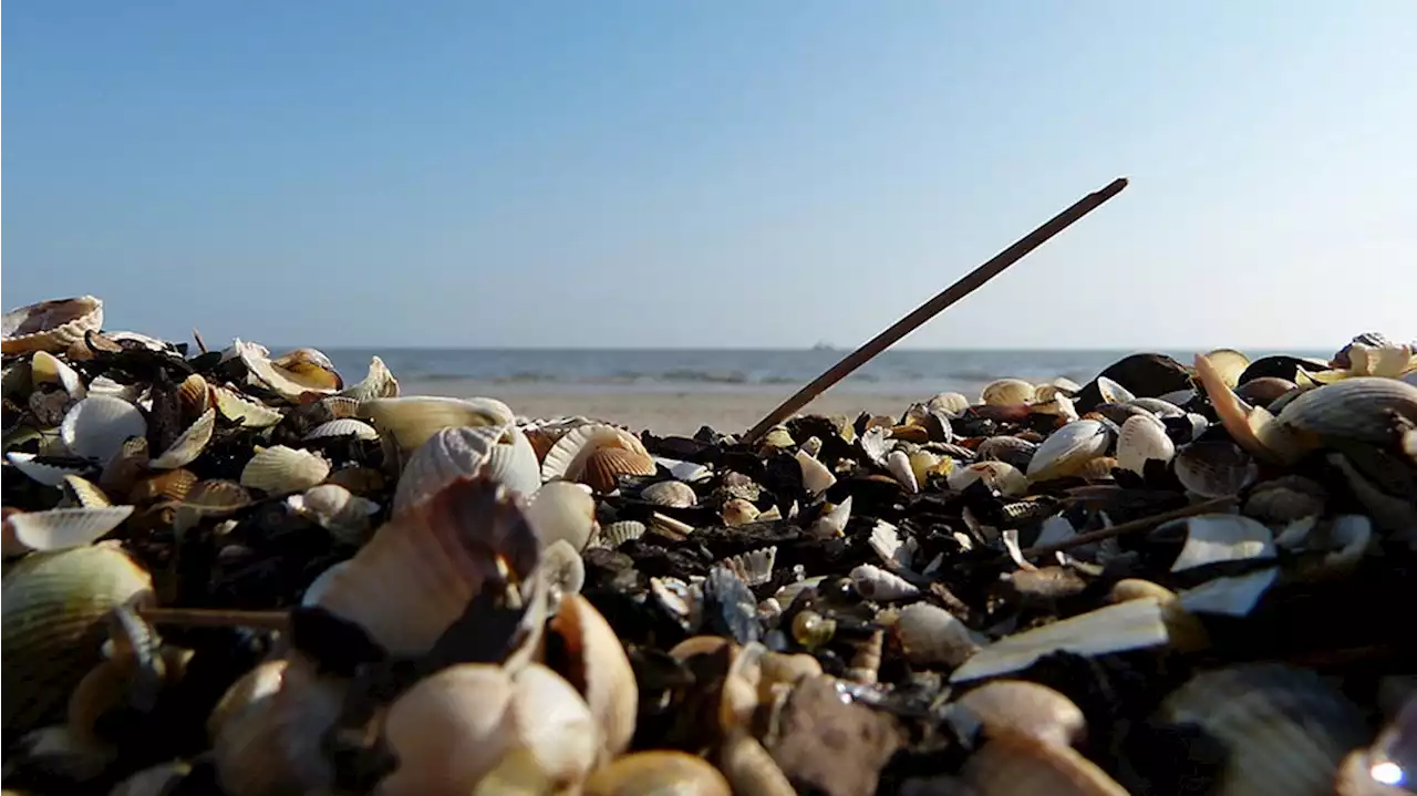 Erneut weniger Schadstoffe in der Ostsee