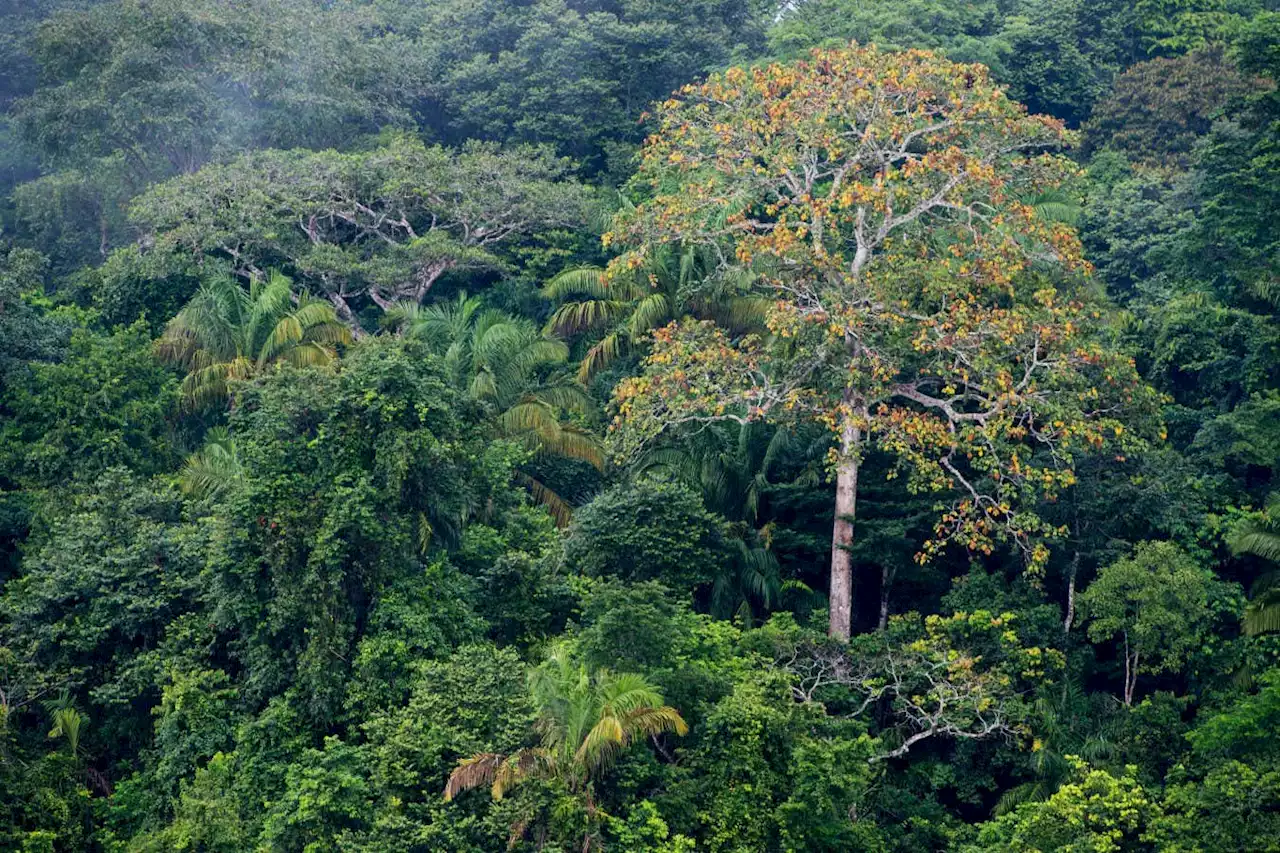 Tropical tree species that grow far apart can better avoid ‘enemies’