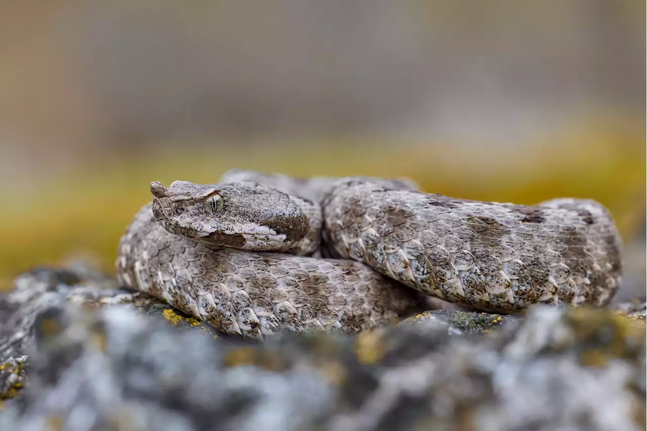 Boy, 6, survives being bitten by one of Europe's most venomous snakes