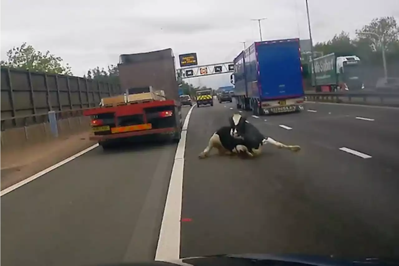 Koe valt van vrachtwagen op midden van de snelweg: “Godzijdank kon ik op tijd uitwijken”