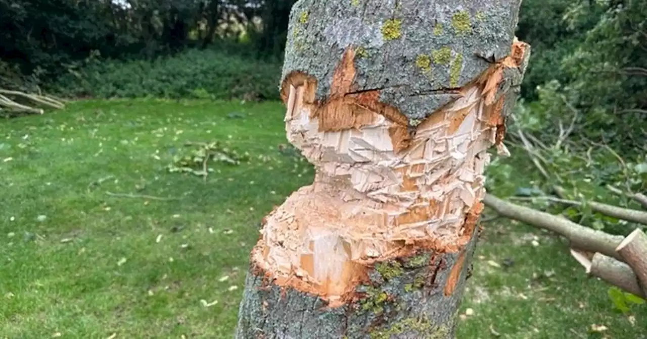 Tree in park chopped down after 'mindless' vandalism