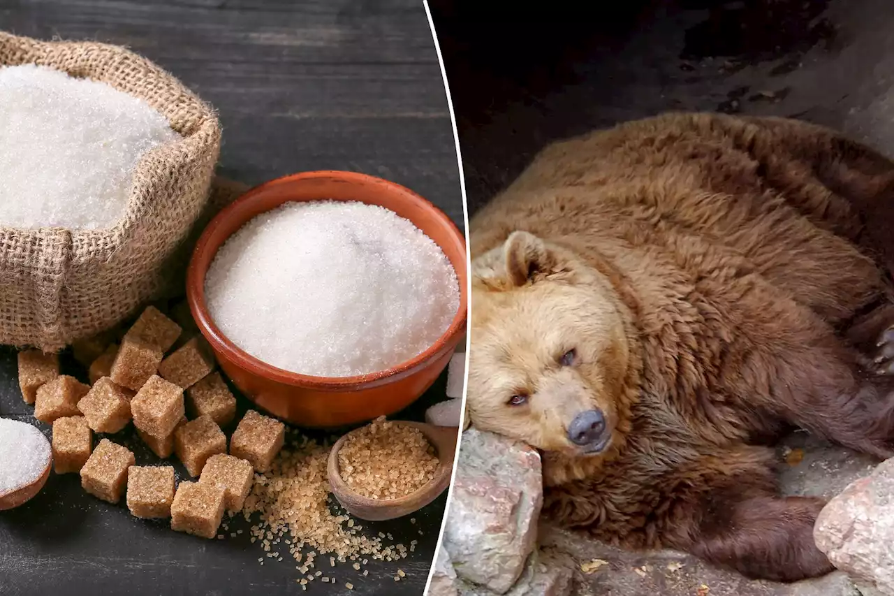 How fructose turns us into fat, hibernating bears: study