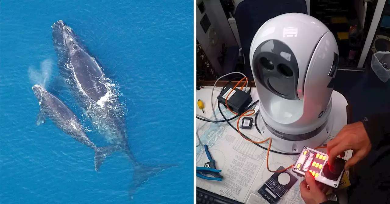 Researchers Use Thermal Cameras to Save North Atlantic Right Whales