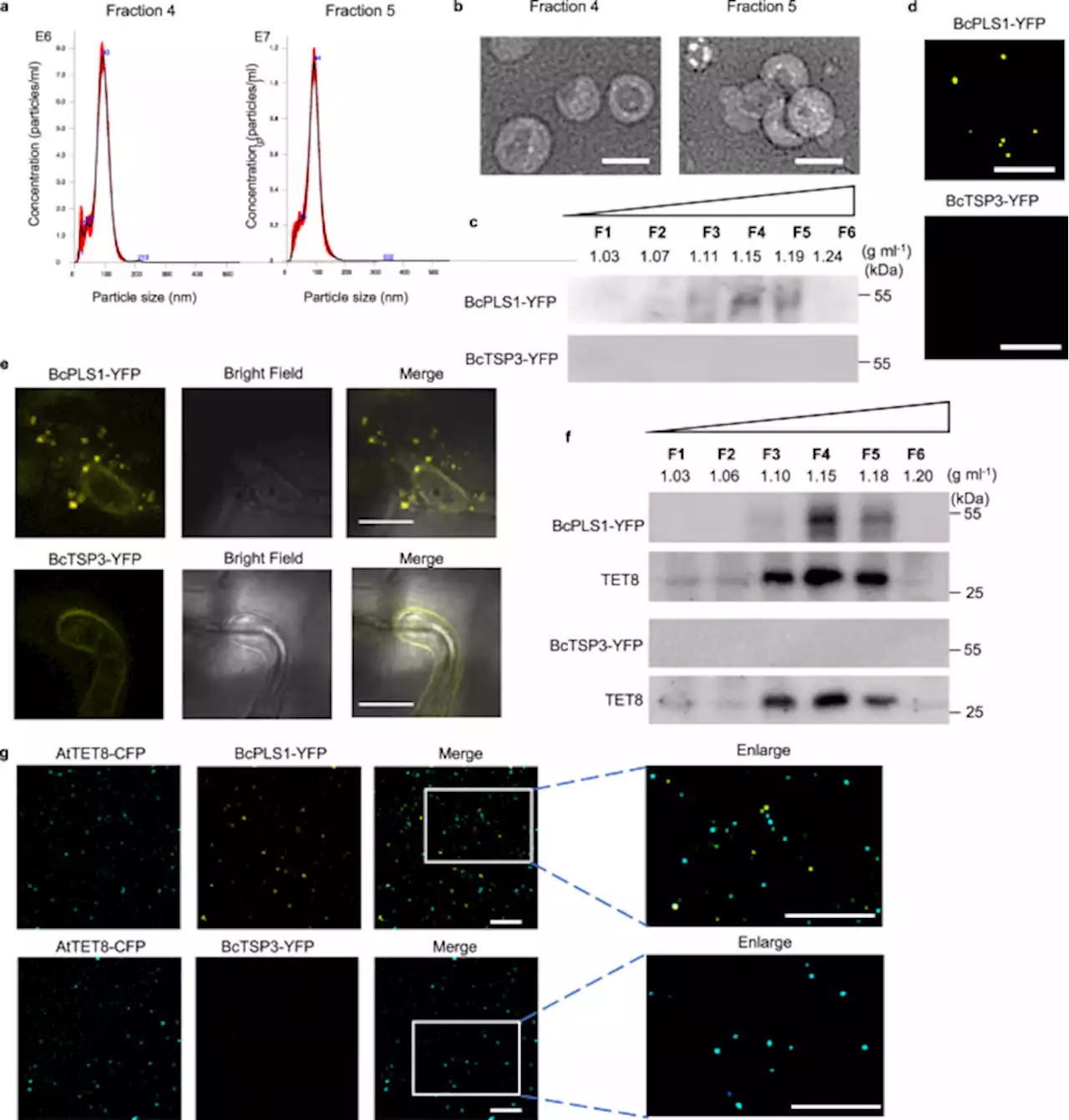 Fungal small RNAs ride in extracellular vesicles to enter plant cells through clathrin-mediated endocytosis - Nature Communications