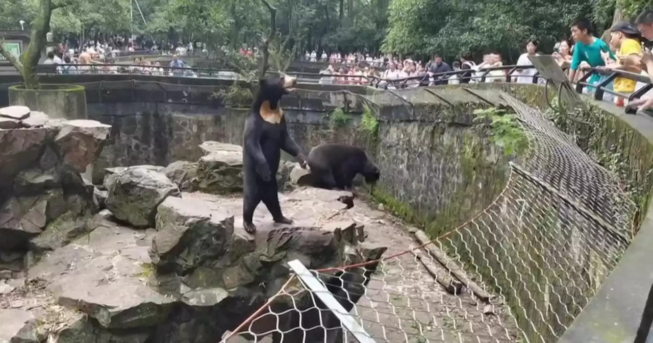 Lo zoo cinese insiste: gli orsi sono veri, non umani mascherati