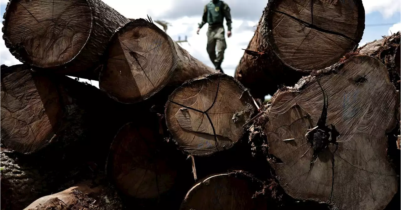 Deforestation in Brazil's Amazon fell 66% in July