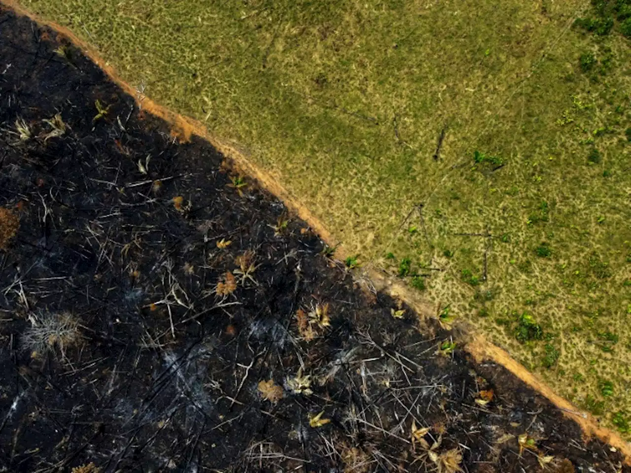 Desmatamento na Amazônia caiu 66% em julho, mês de alta destruição