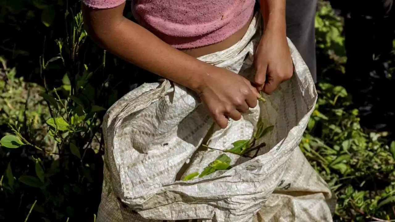 Radican proyecto para que los cultivadores de coca no vayan a la cárcel, ¿cómo funcionaría?