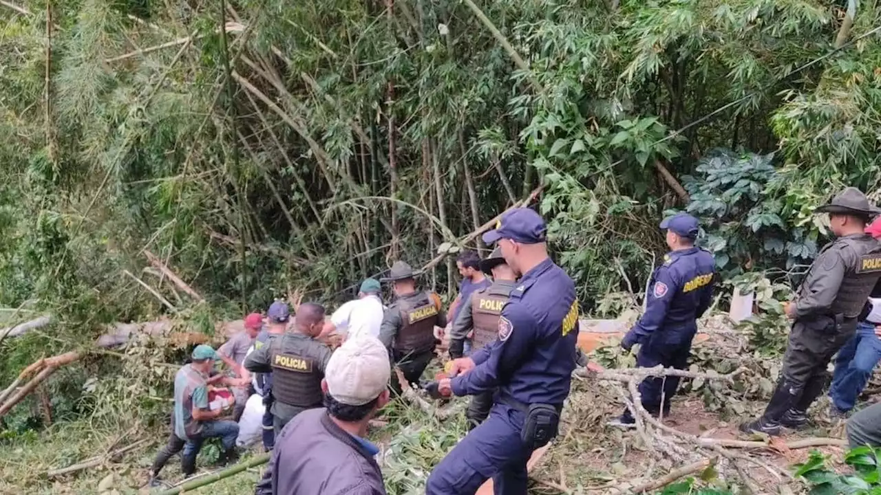 En Antioquia muere un hombre al que le cayó encima el árbol que estaba talando