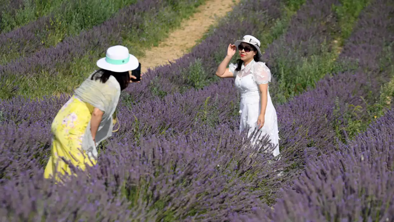 France: en Provence, des centaines de parcelles de lavande ravagées par une chenille