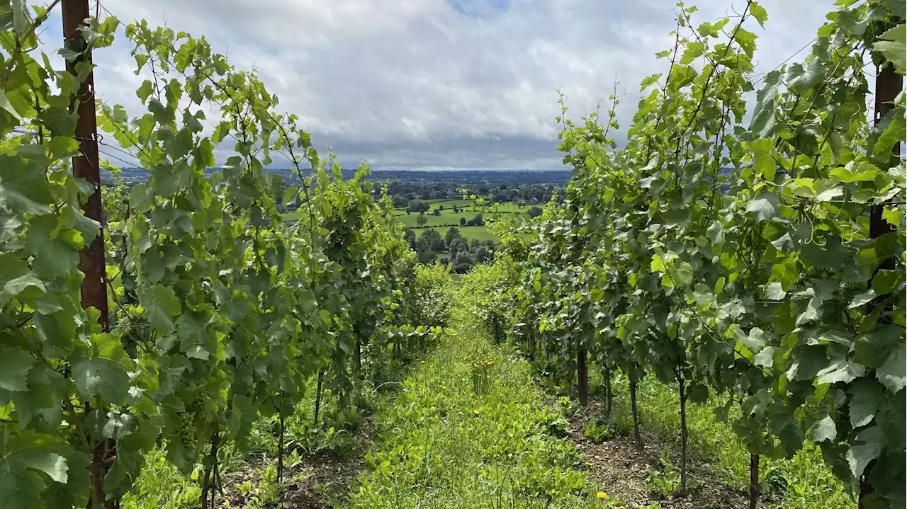 Météo pluvieuse : les viticulteurs ont traité préventivement les vignes contre les champignons