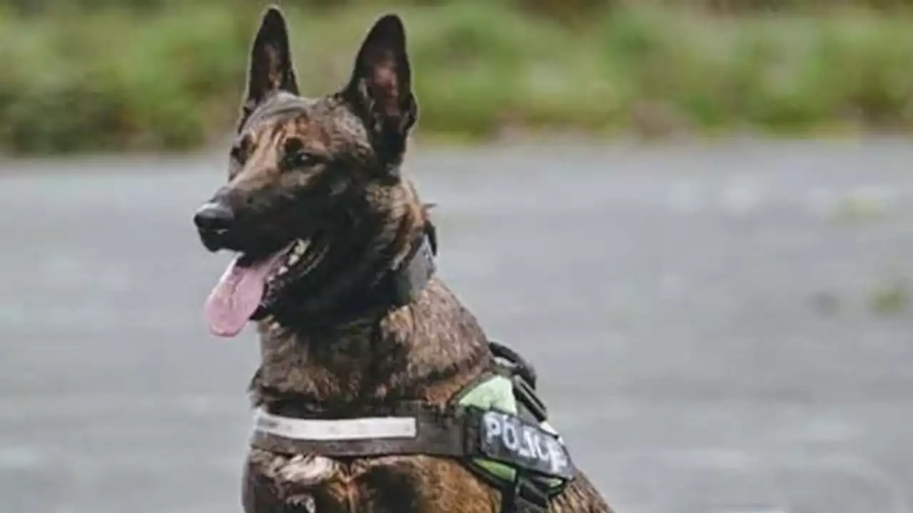 Police dog shot and killed after seriously injuring handler