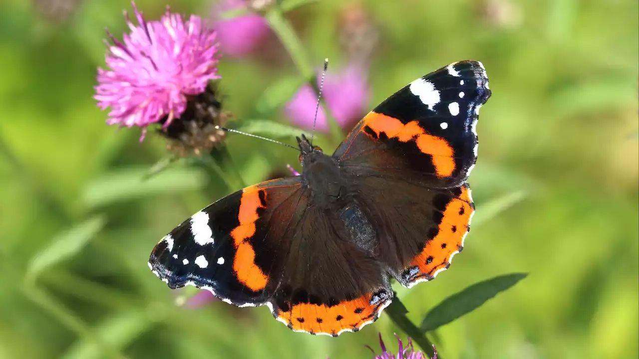 Red Admiral butterfly population soars thanks to UK's warm winter