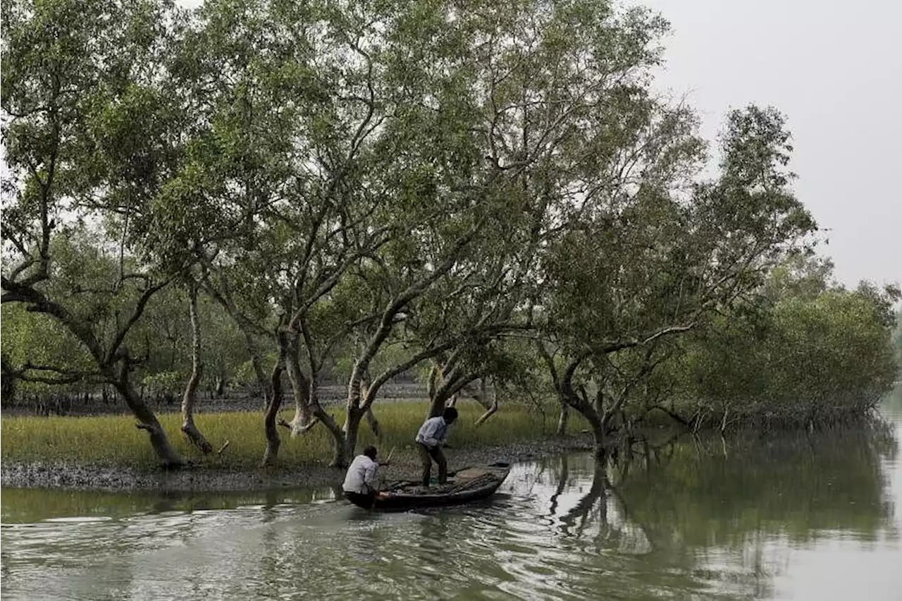 India’s changes to forest conservation laws could be more harmful than helpful, experts warn