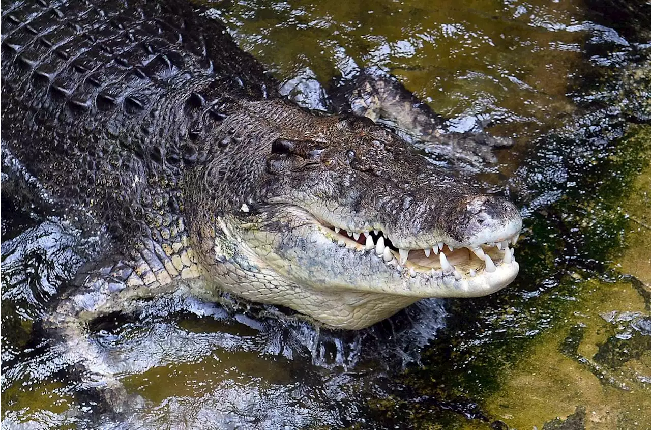 Un footballeur meurt attaqué par un crocodile au Costa Rica