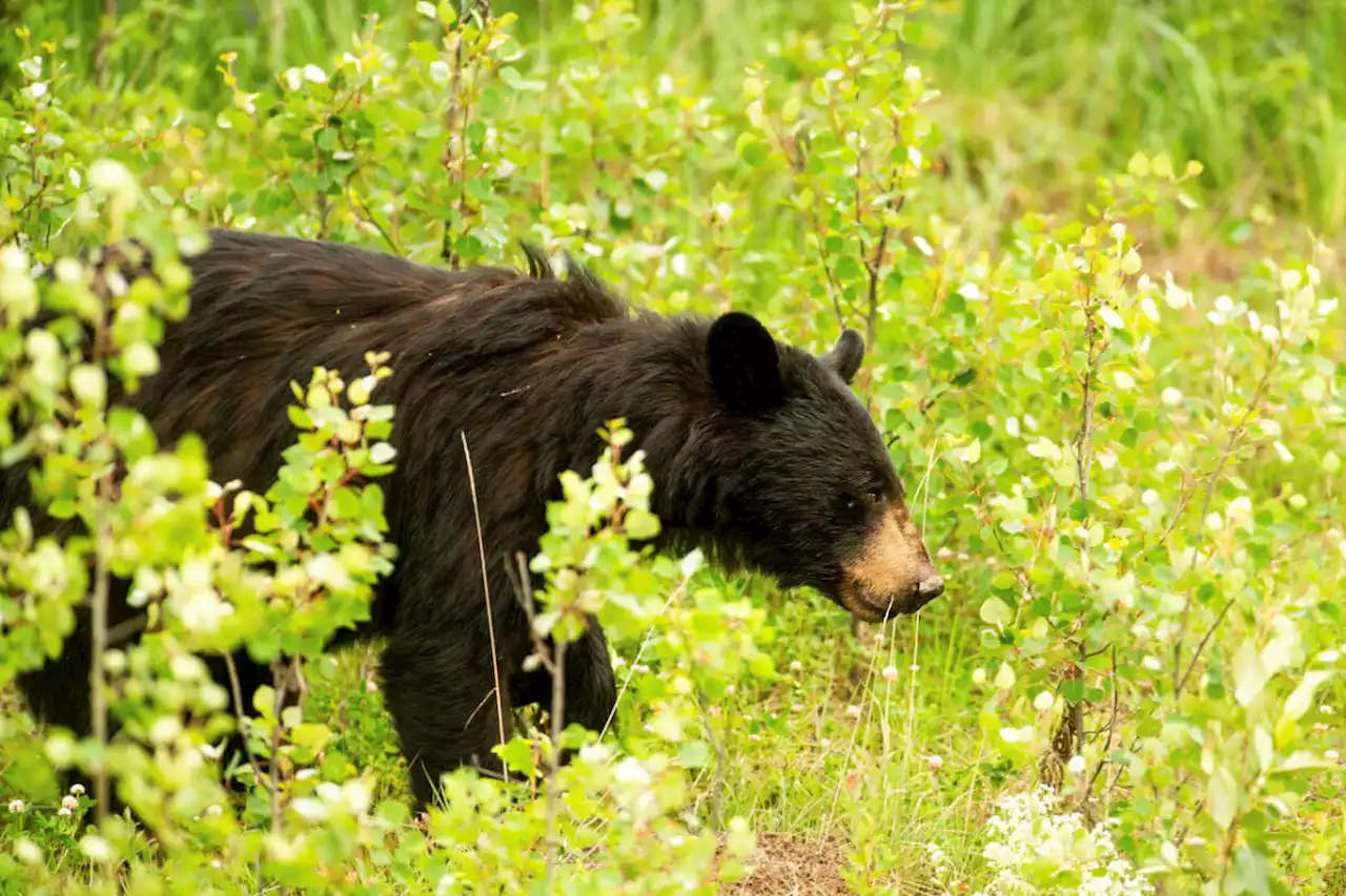 Not just humans dealing with impacts of B.C.’s wildfires - Terrace Standard