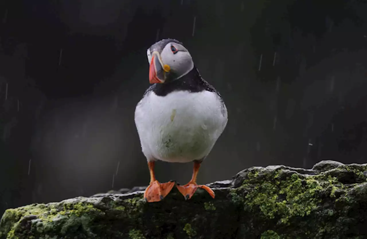 Puffins leaving Skellig Michael a few days early 'not a cause for concern'