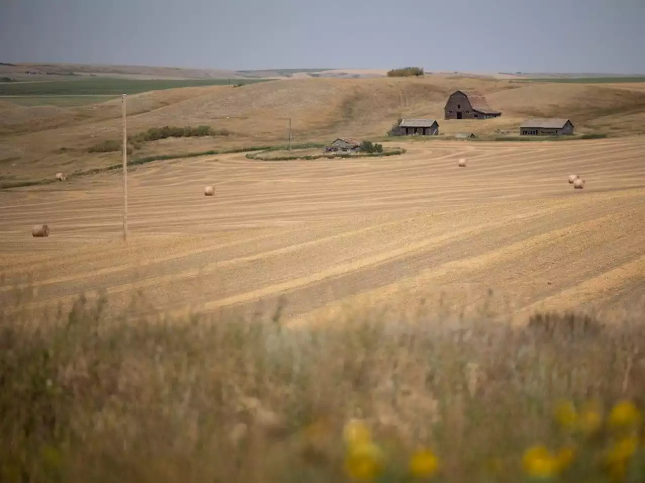 Saskatchewan crops, pastures suffering from drought as harvest begins