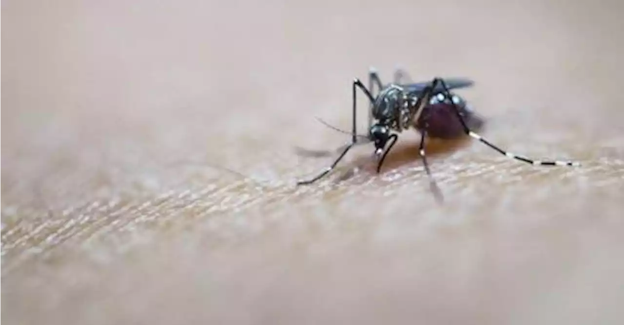 Mosquitoes infected with West Nile virus found in Israel