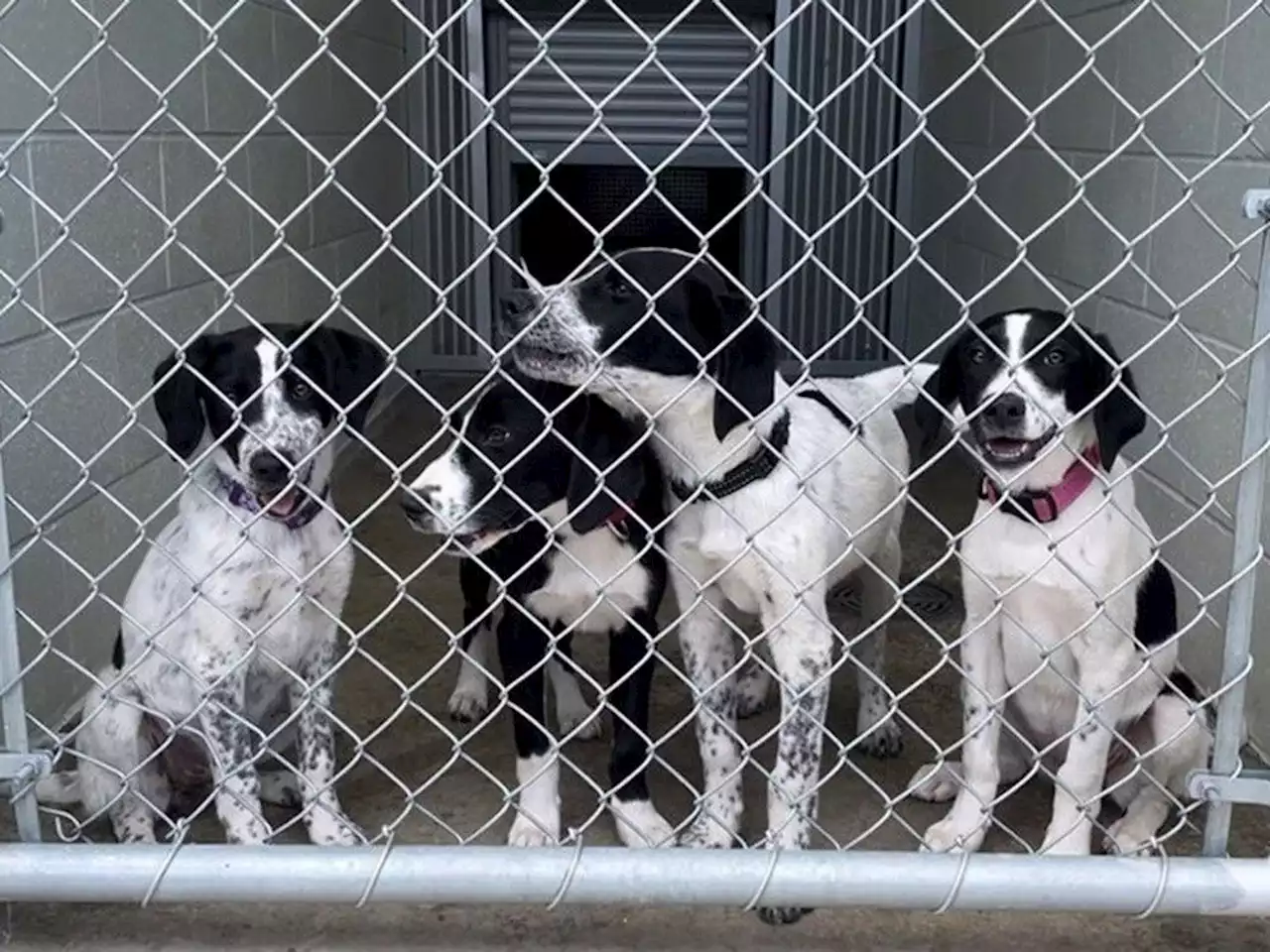 Puppy quartet found abandoned in Kamloops