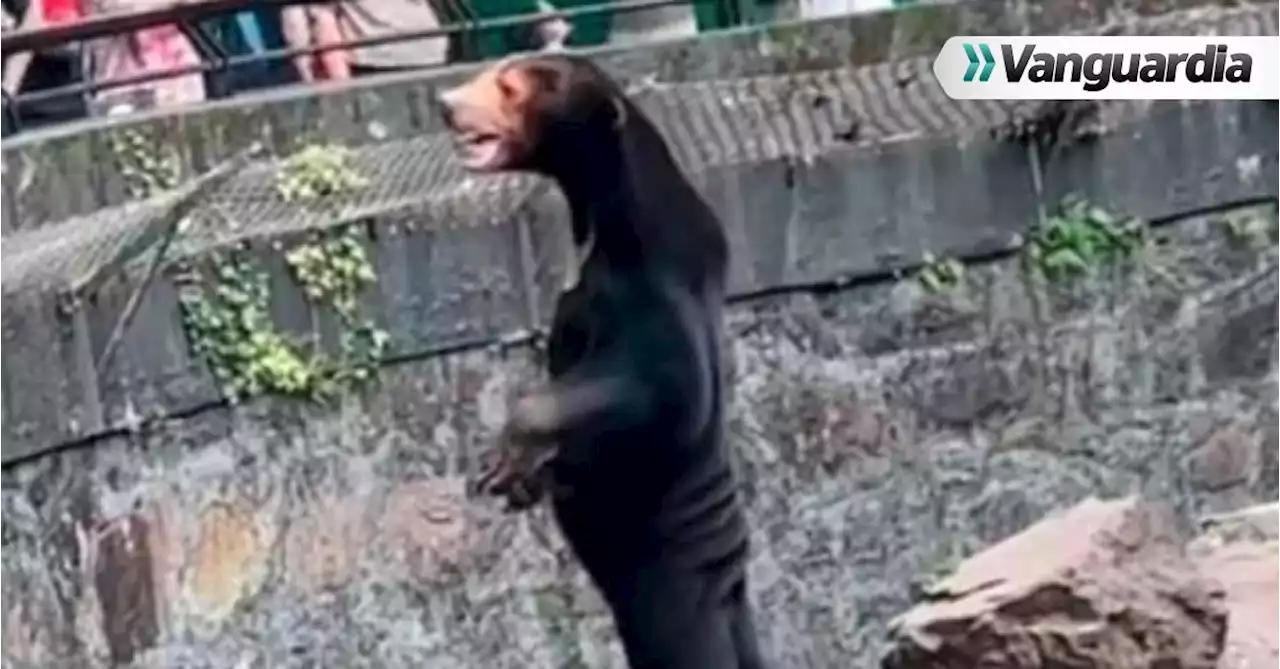 Zoológico que alberga oso de aspecto humano recibe 33 % más de turistas tras vídeo viral