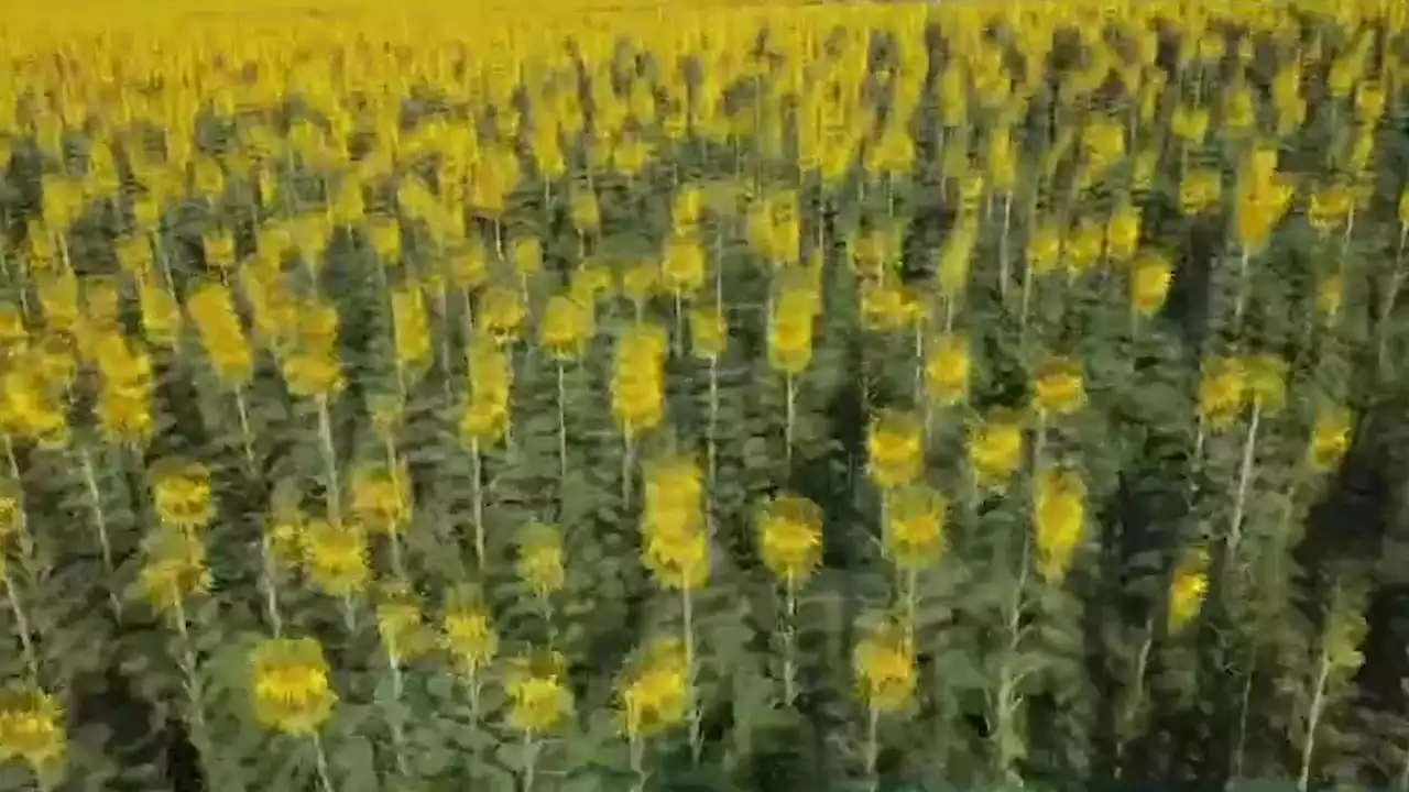 Man Plants A Million Sunflowers For 50th Anniversary - Videos from The Weather Channel