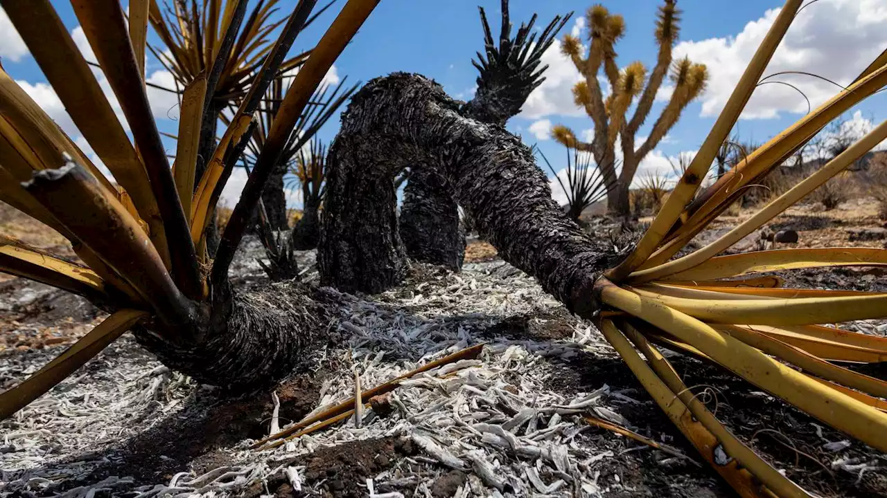 Progress made against massive California-Nevada wildfire but flames threaten iconic Joshua trees