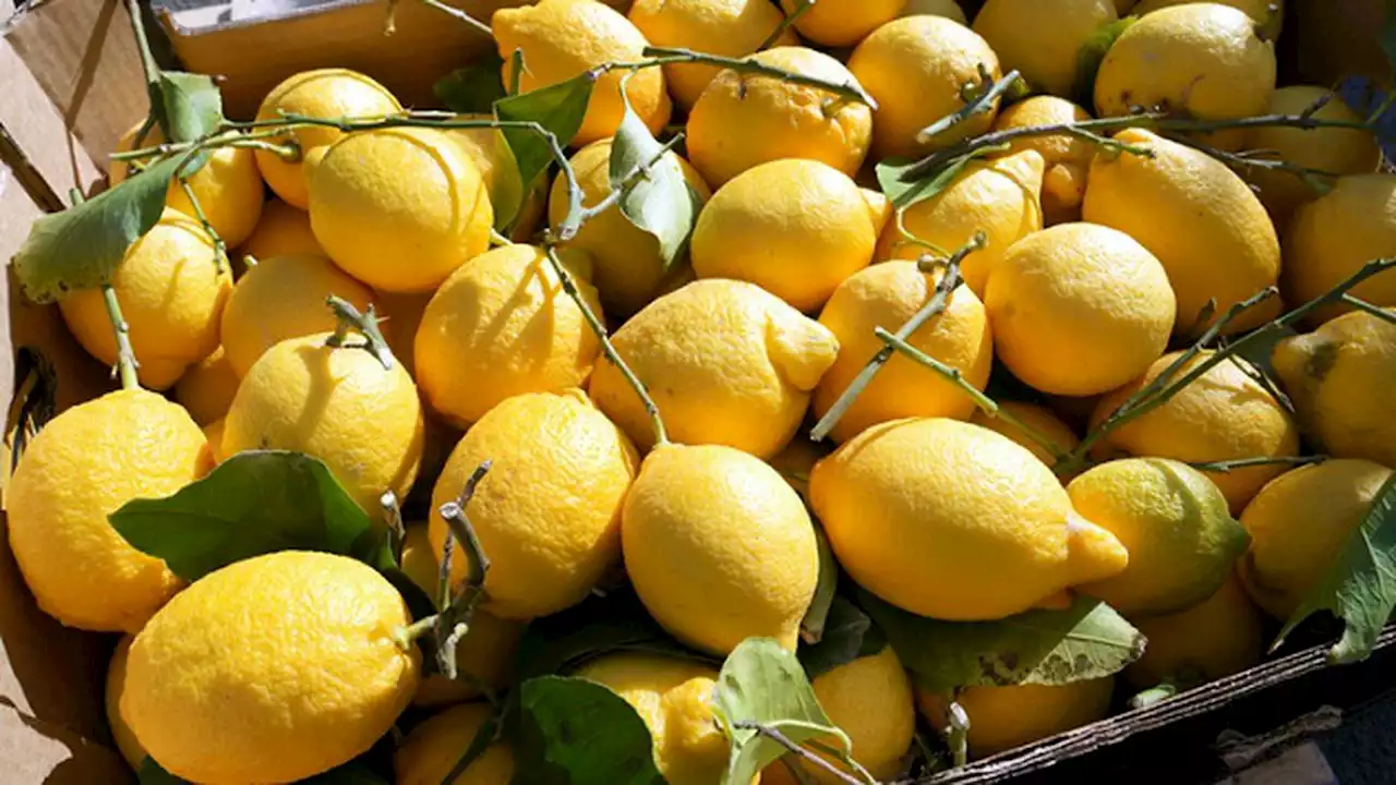 Truck carrying lemons overturns on New Jersey highway, police say