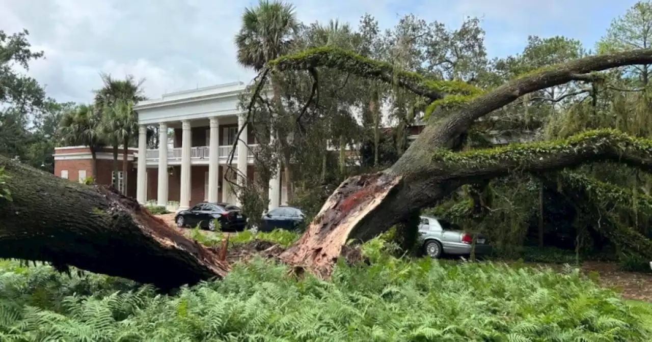 100-year-old tree falls on Gov. DeSantis' home as Idalia made landfall