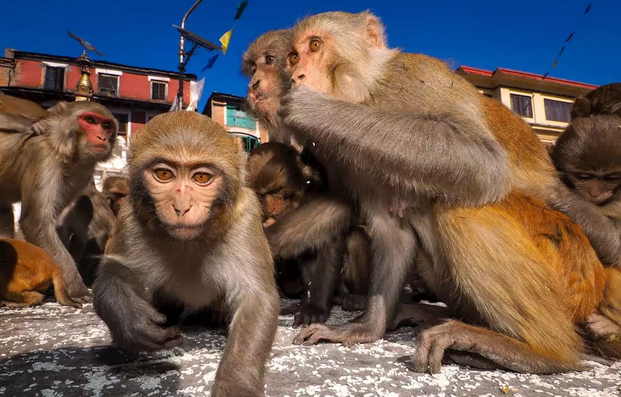 Des « hommes-singes » à Delhi pour effrayer les macaques lors du G20