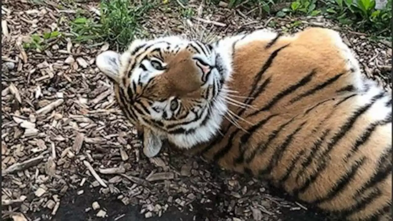 Extremely rare Amur tiger dies in 'freak accident' prepping for dental procedure