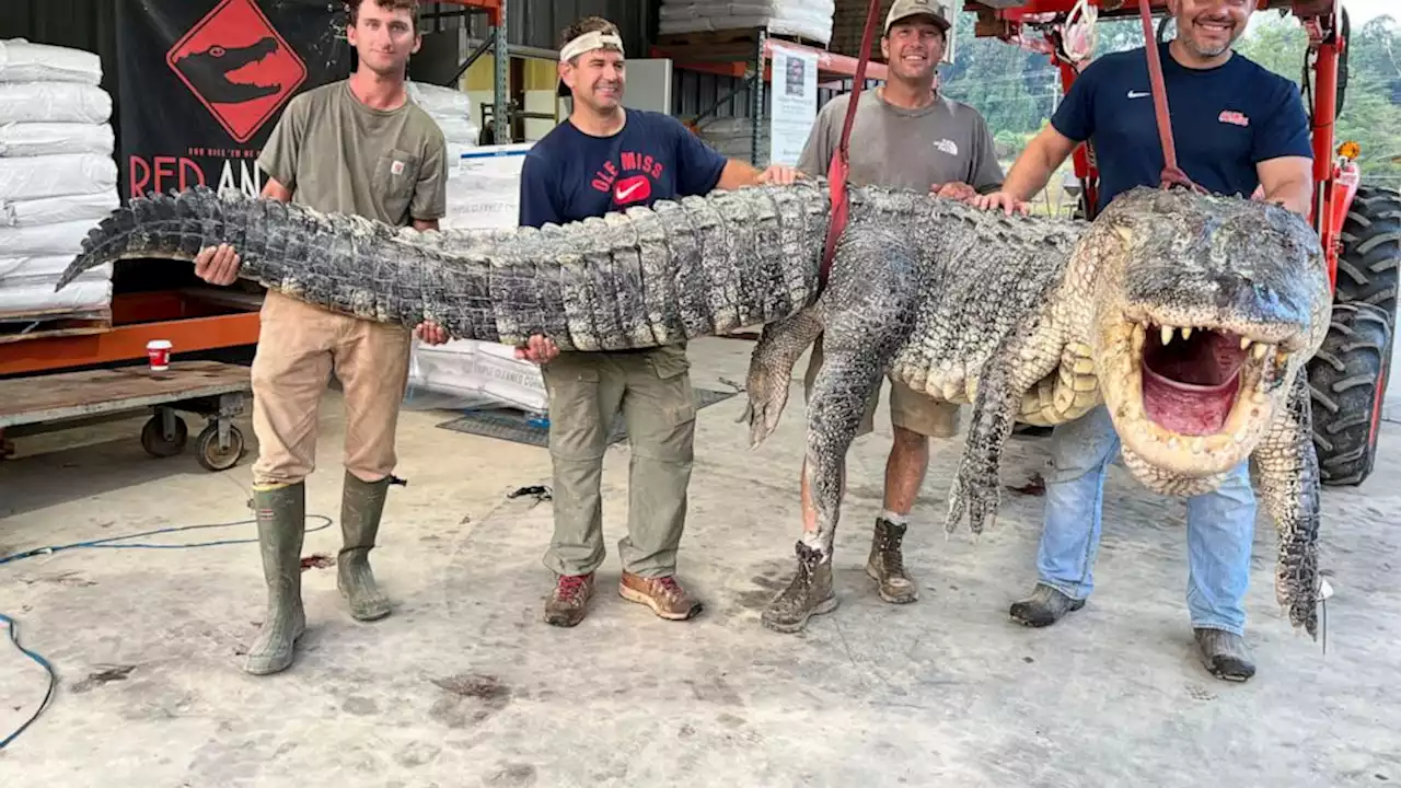 Longest alligator in Mississippi history captured by hunters