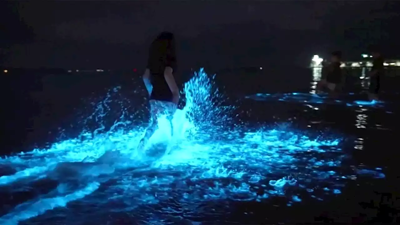 Video Beachgoers frolic in electric blue bioluminescent water