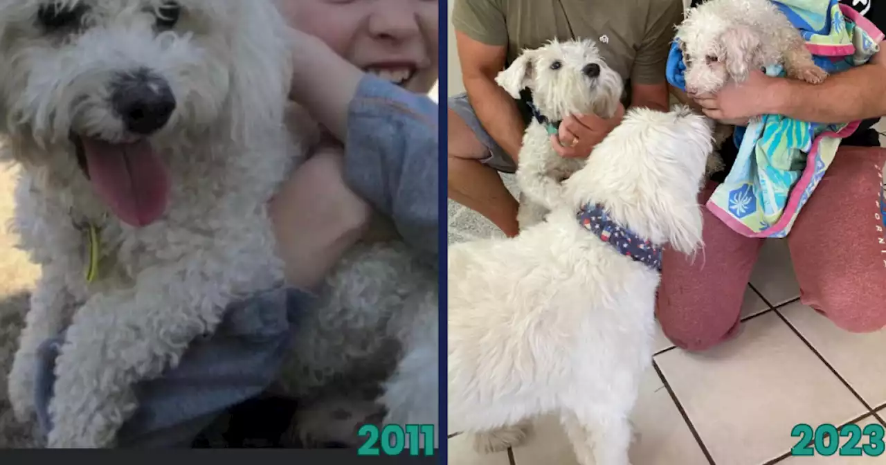 Phoenix dog reunited with family 12 years after going missing