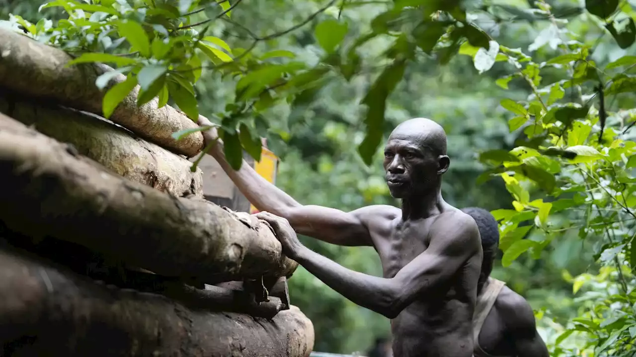 Logging is growing in a Nigerian forest home to endangered elephants. Rangers blame lax enforcement