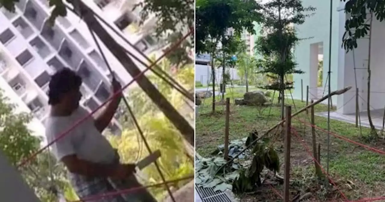 Man 'seen chopping a tree' at new Tampines BTO estate wanted by town council