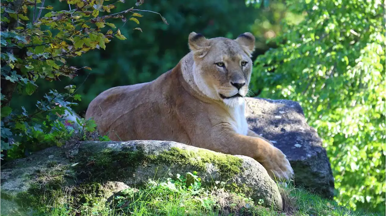 Trauer um Kira: Die letzte Löwin im Augsburger Zoo ist tot