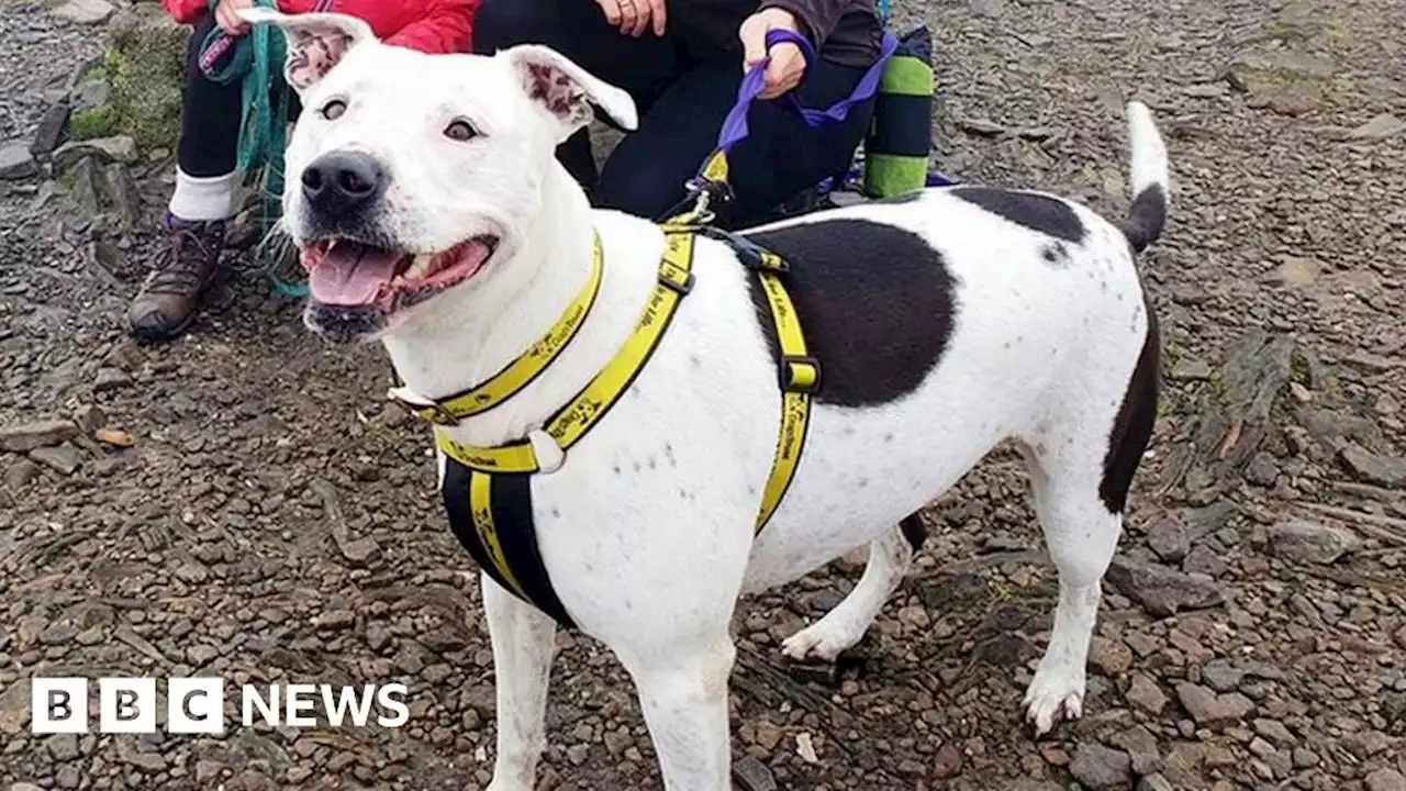 Leeds dog waiting for new home climbs Ingleborough with charity staff