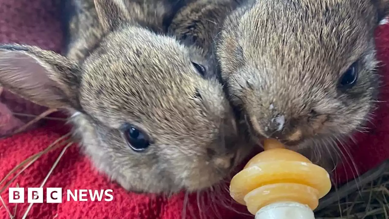 Runham Wildlife Rescue charity to close after losing premises