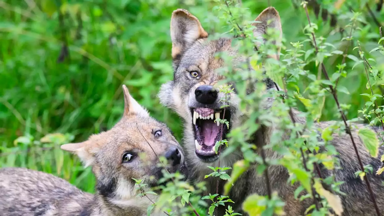 Echt wild!: Wolfs-Nachwuchs im Wisentgehege